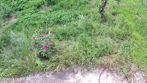 A9f0ca1b06d7f45cb829293862b260602V.jpg